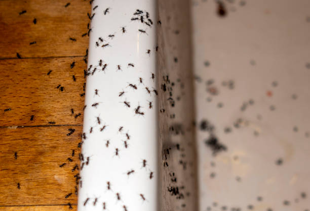 Best Affordable Pest Control Services  in Johnson City, TX